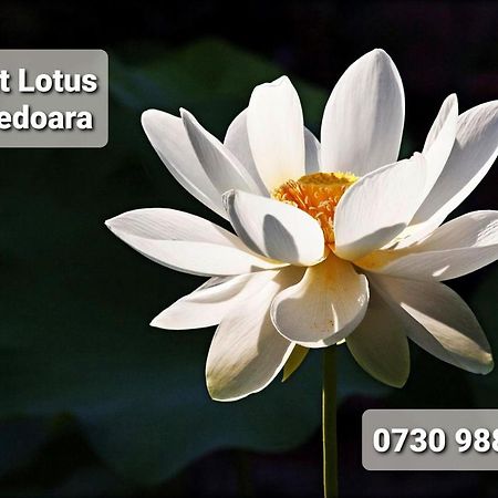 Night Lotus Apartment Хунедоара Екстериор снимка