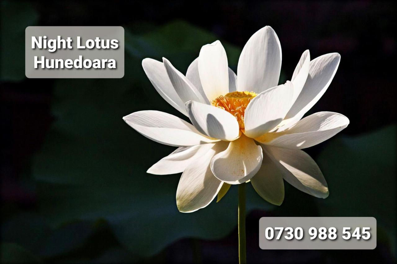 Night Lotus Apartment Хунедоара Екстериор снимка